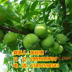 涪陵李子苗 果业新星的品质与前景解析
